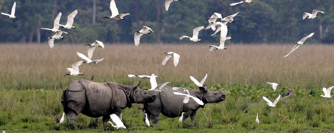 Kaziranga: A great conservation park
